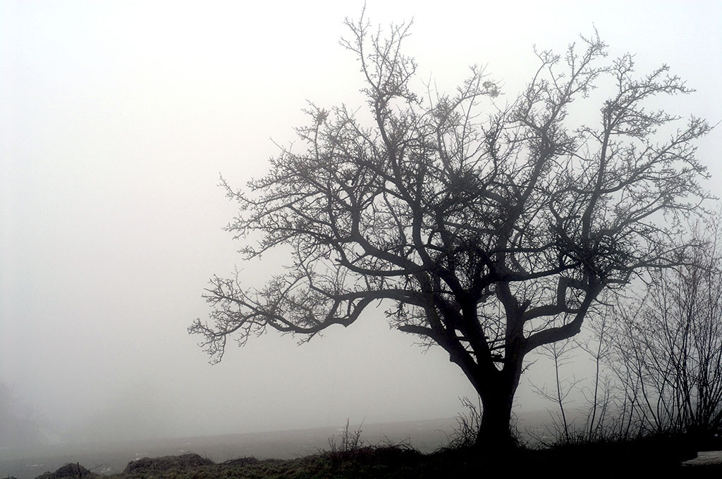 Foto „Baum“